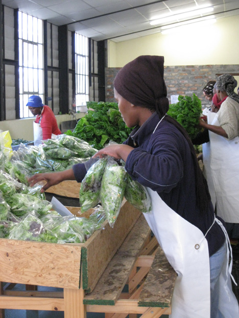harvest-of-hope These vegetables are picked in the morning and delivered in the afternoon. You won't find fresher.