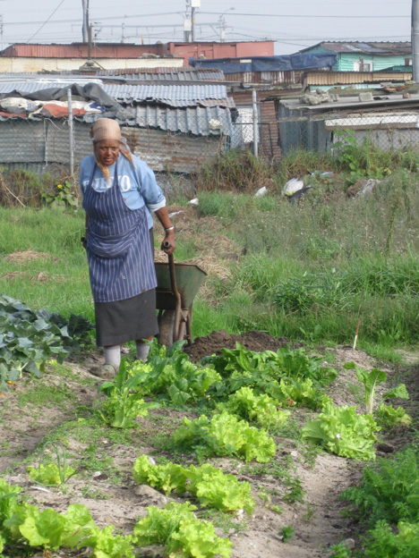 Mama Maggie transporting manure to her crops by wheelbarrow