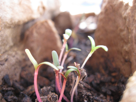 Spinach seedlings, 'cos growing your own is as green as it gets.
