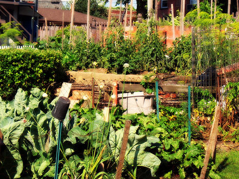vegetable-garden