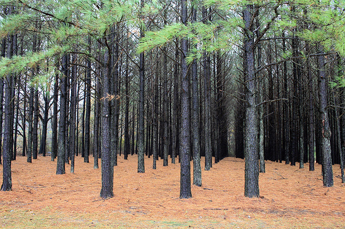 plantation