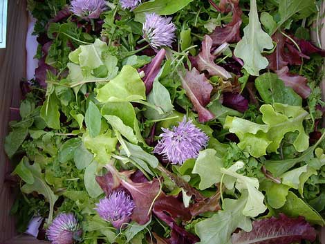 edible-flowers edible-flowers