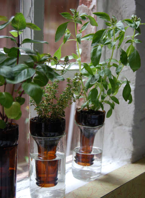 bottle gardens-1