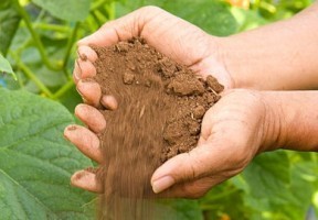 Thumbnail image for How sustainable farming techniques can help combat food scarcity